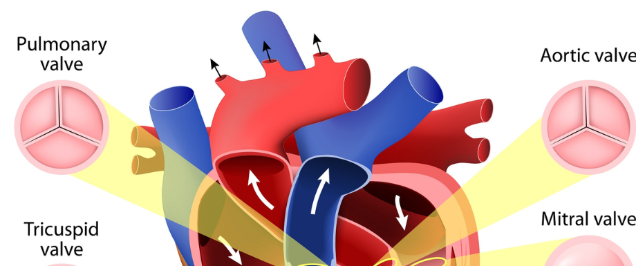 Heart valve disease symptoms